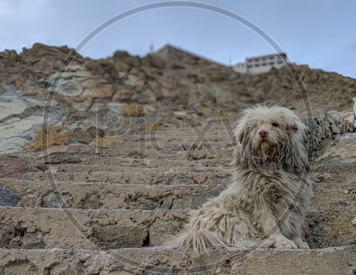 A Dog Sitting On the Staircase Of Diskit Monastery