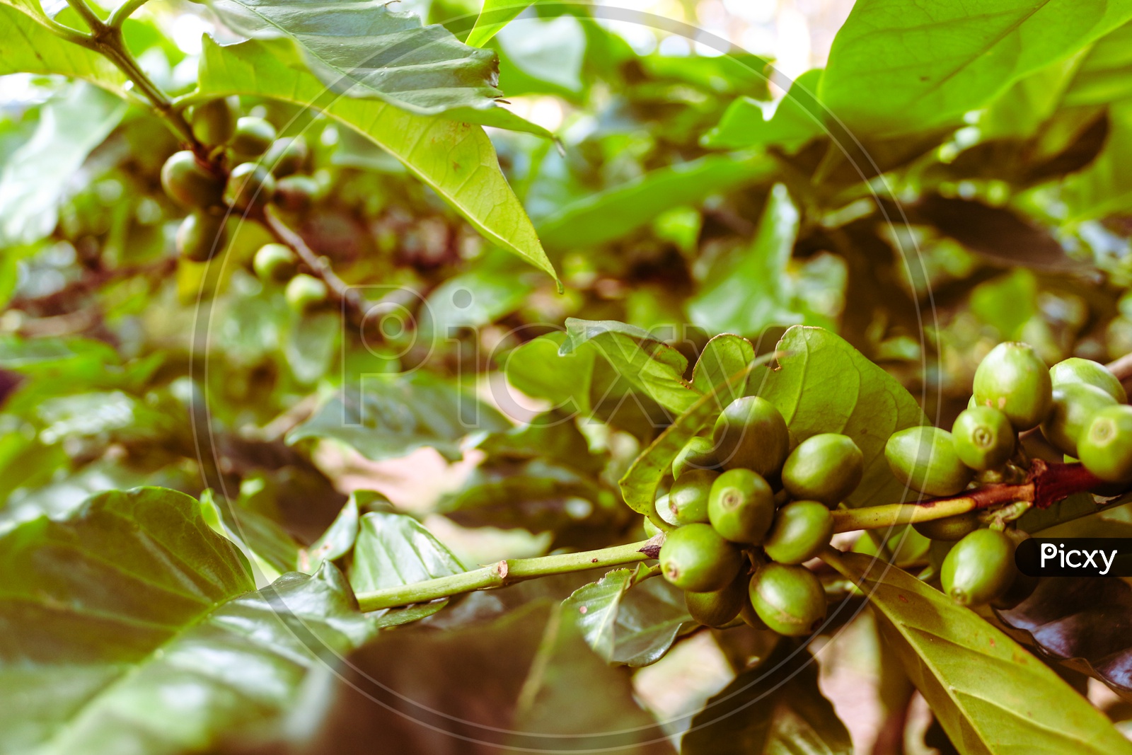 Coffee Plantation