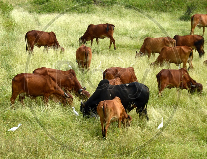 Cows and bulls grazing on lush grass field
