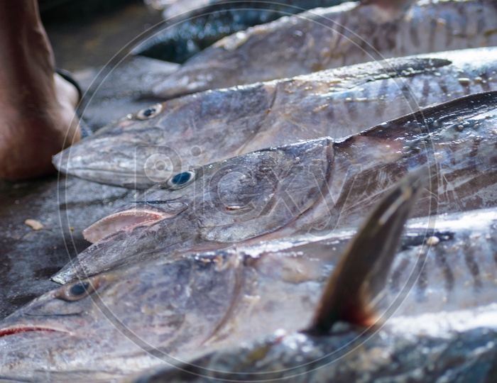 Fishes in Tuticorin Fish market