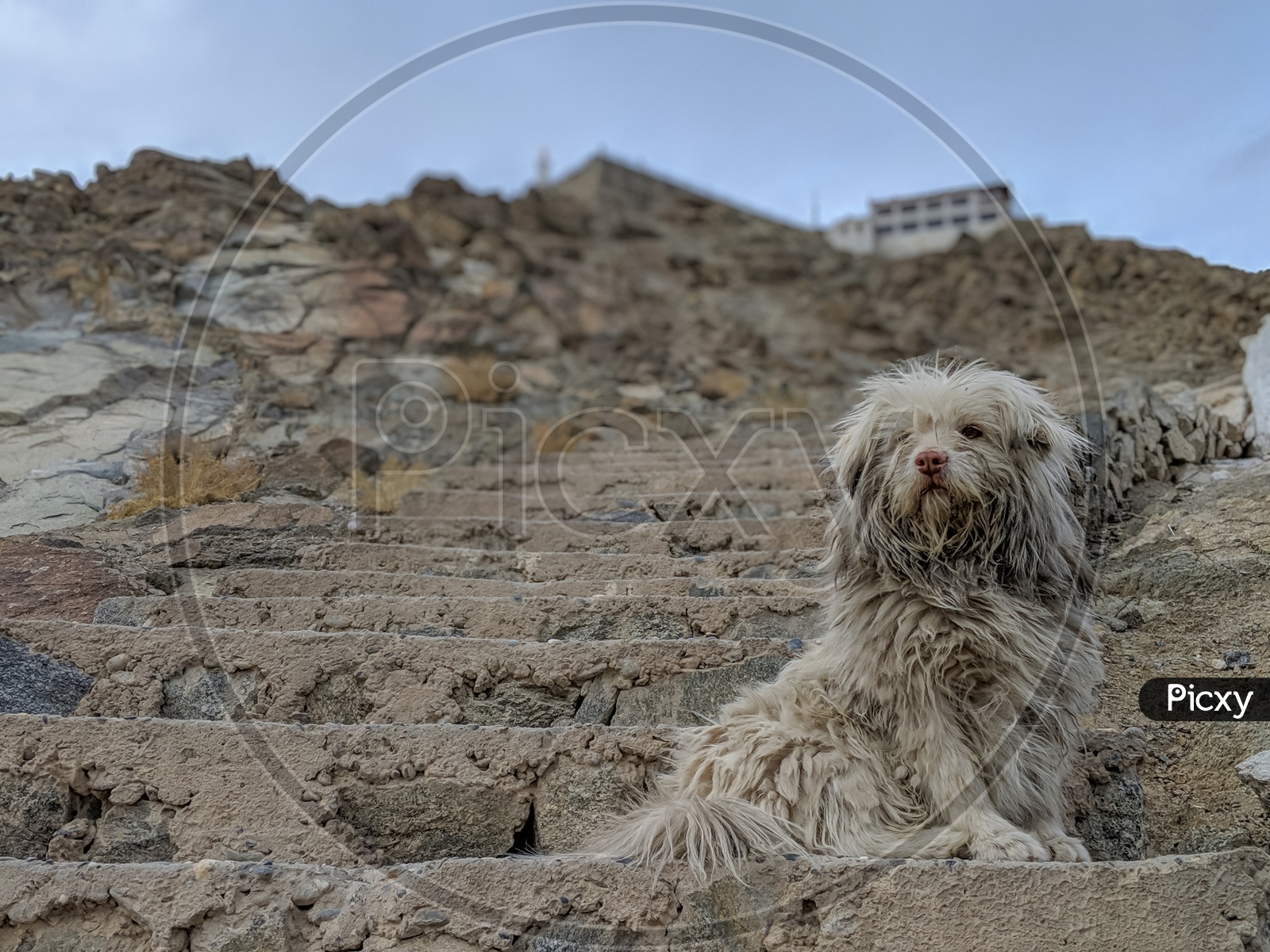 A Dog Sitting On the Staircase Of Diskit Monastery