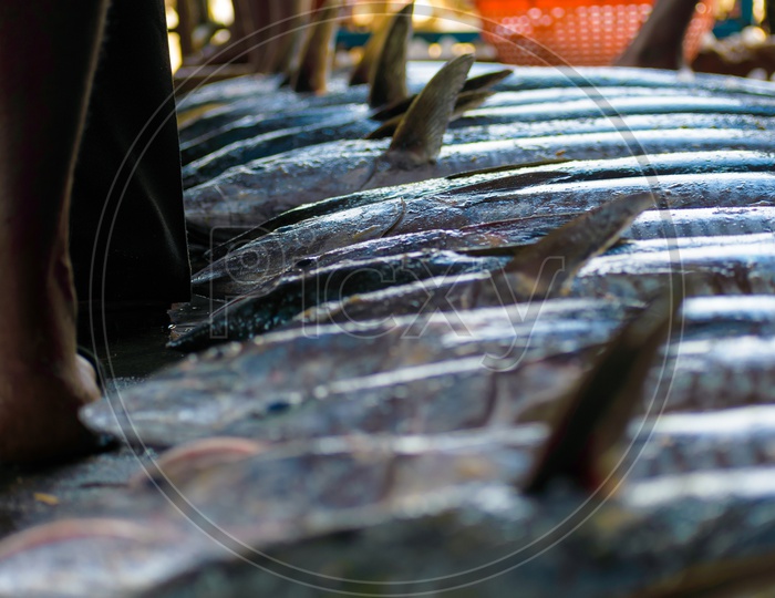 Fishes in Tuticorin Fish Market