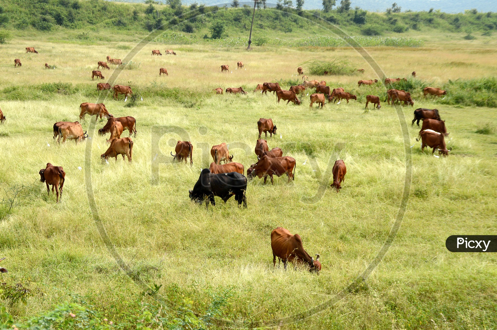 Cows and bulls grazing on lush grass field
