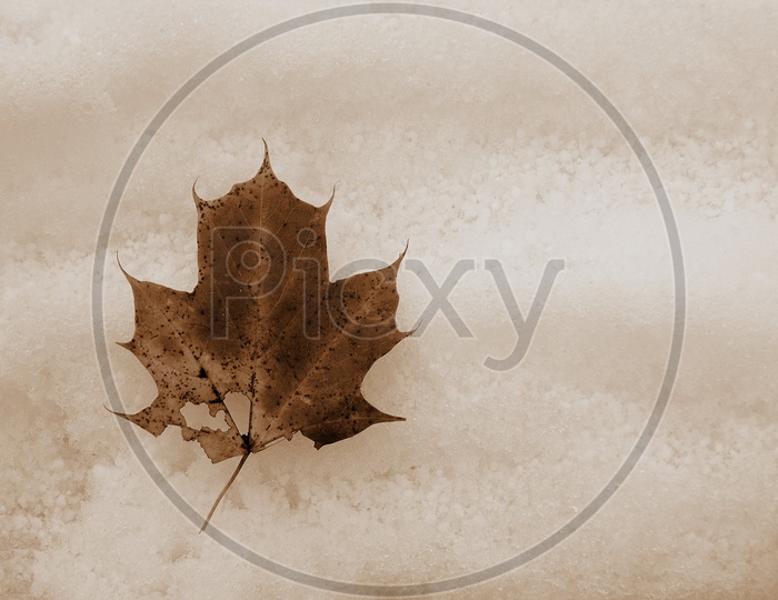 A maple leaf on the snow