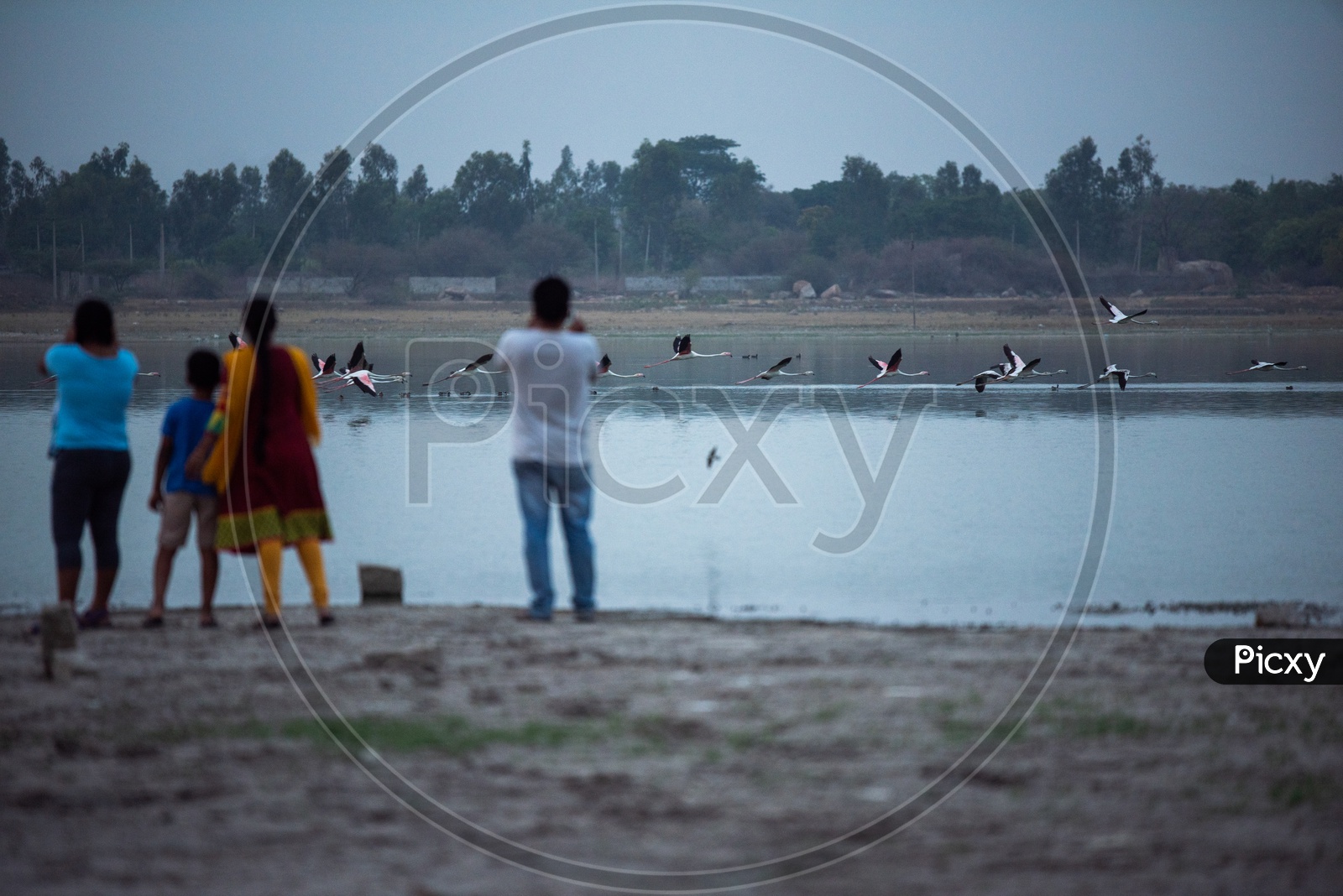 Visitors Watching The  Flamingos Or Pelicans  Or  Migratory Birds in  Ameenpur Lake