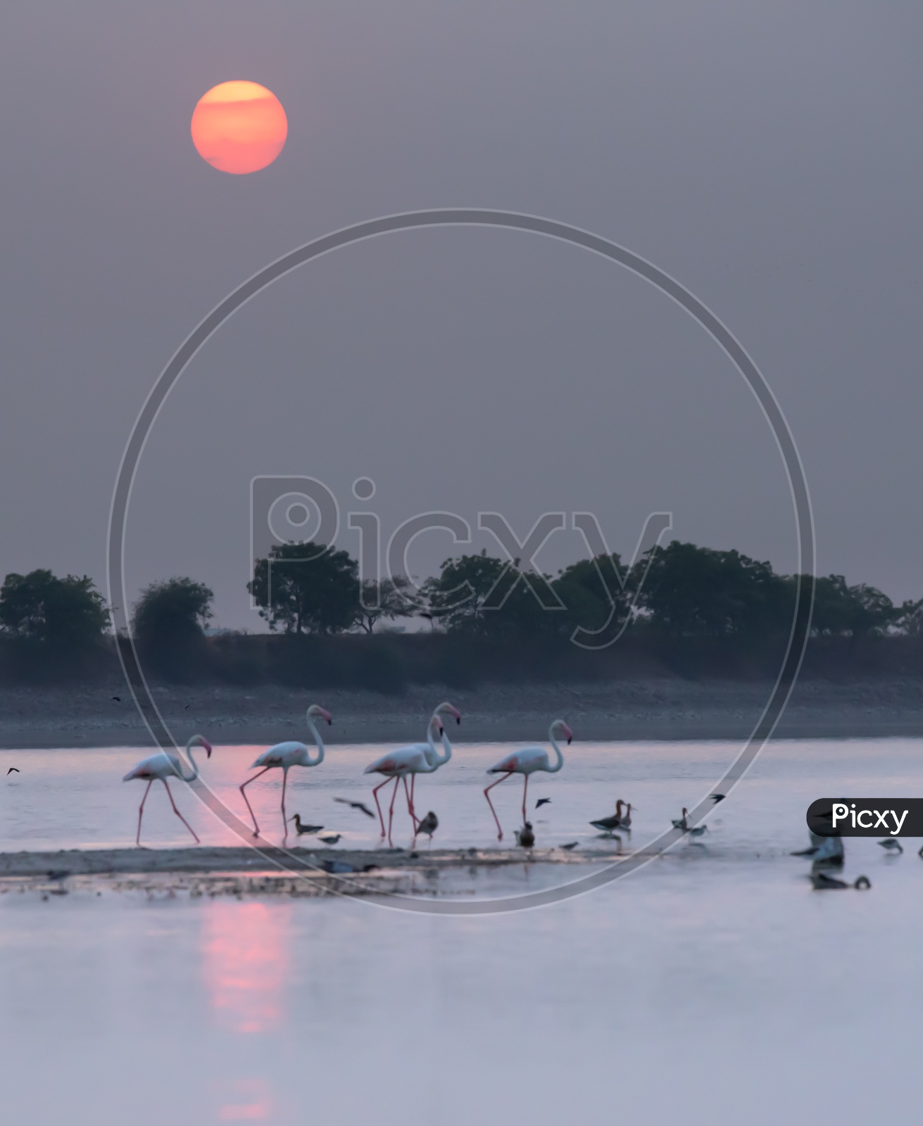 Pelicans Or Flemingos or Migratory  Birds In Ameenpur Lake