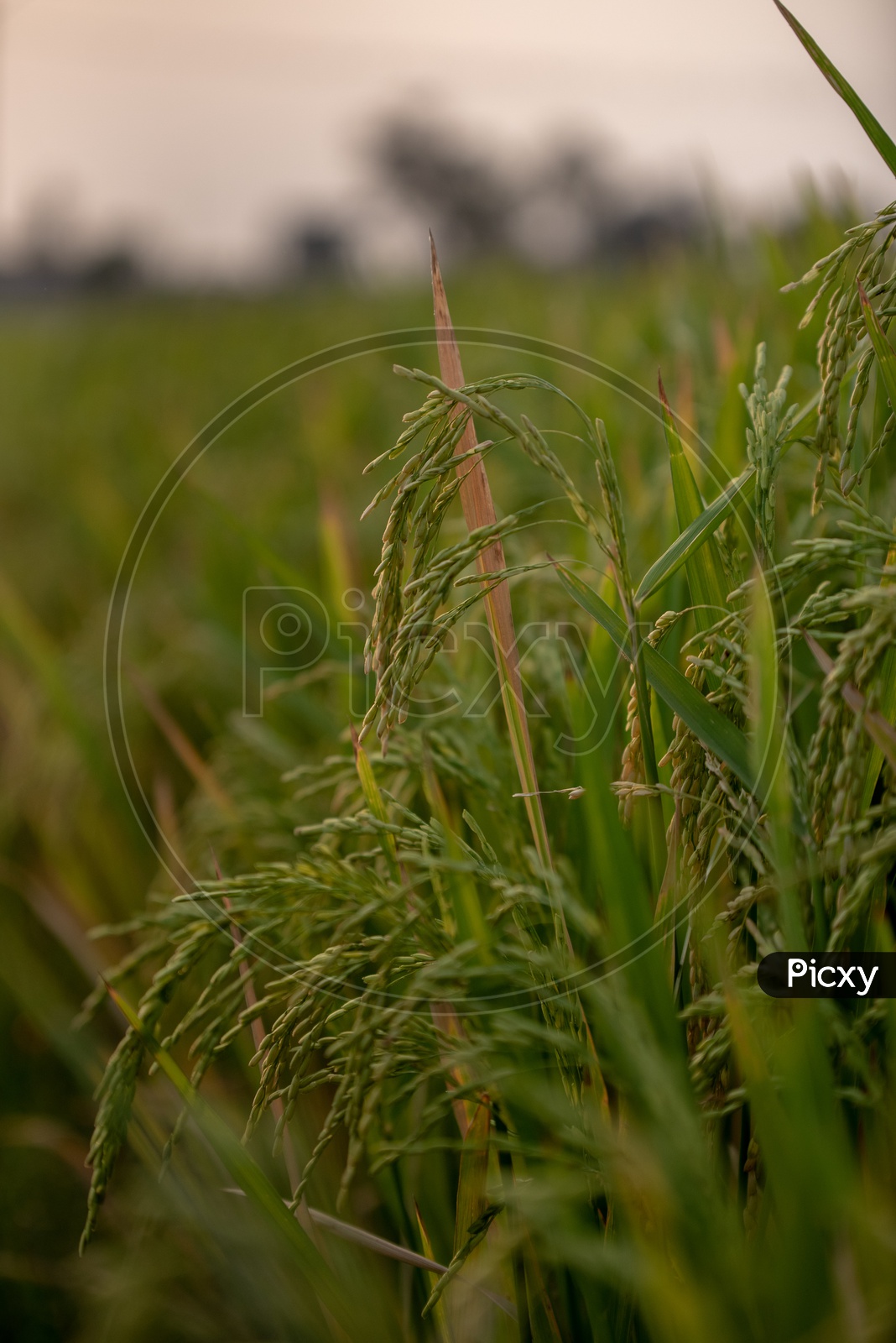 Young  Green Rice Ears  in  a Paddy Field