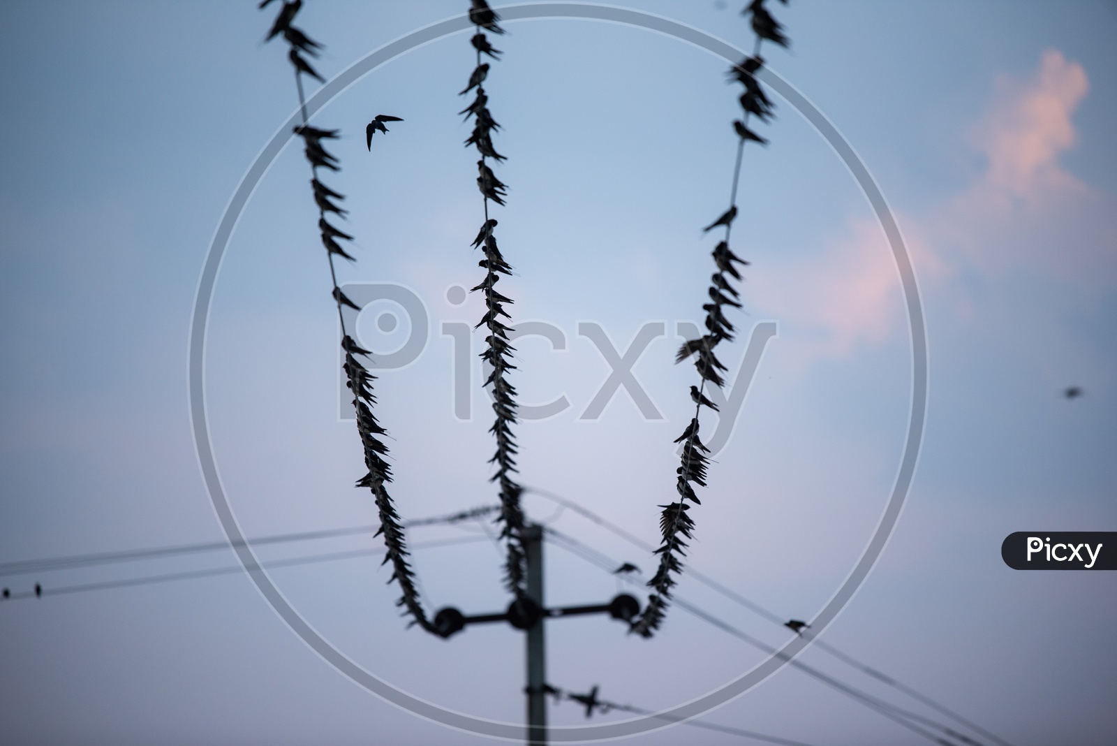 Common Grey Warbler Birds Sitting on Electricity Cables