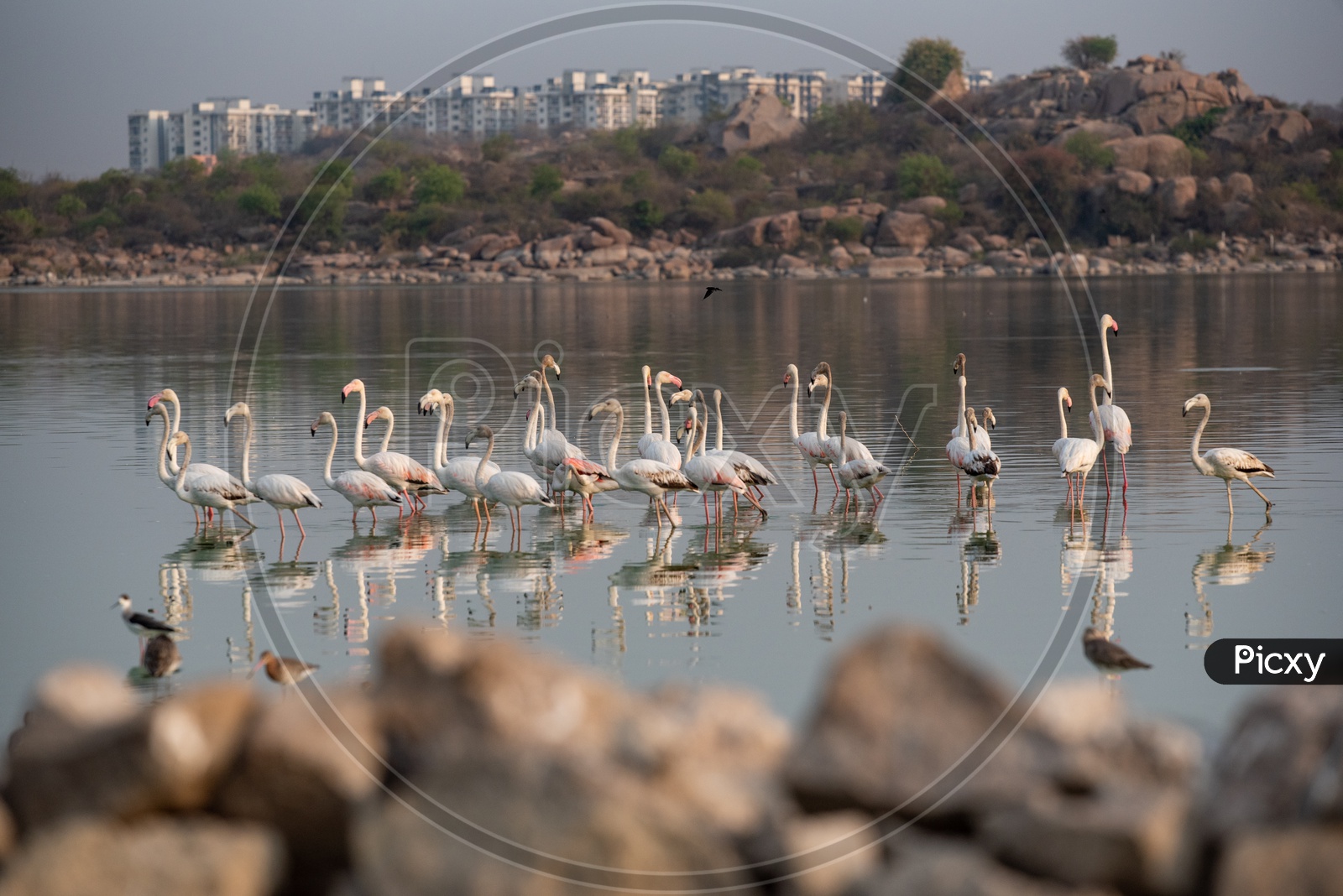 Flamingos Or Pelicans  Or  Migratory Birds in  Ameenpur Lake