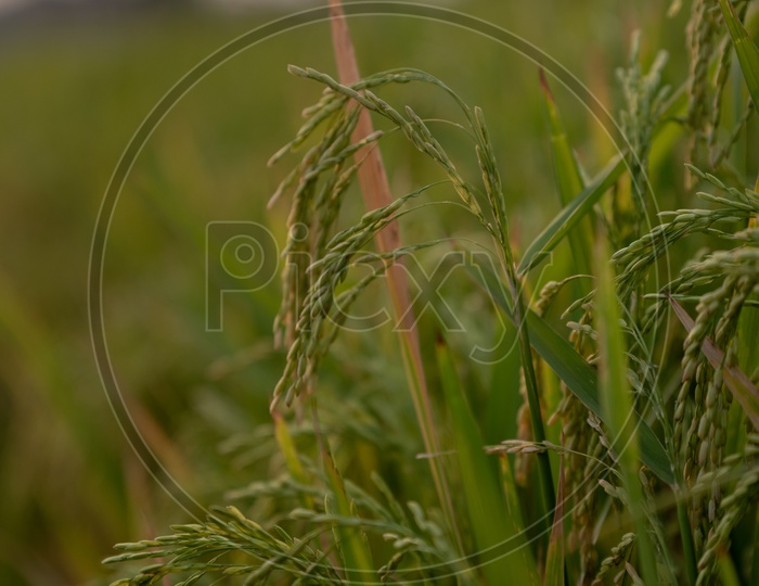 Fresh Green Rice Ears On Paddy Field