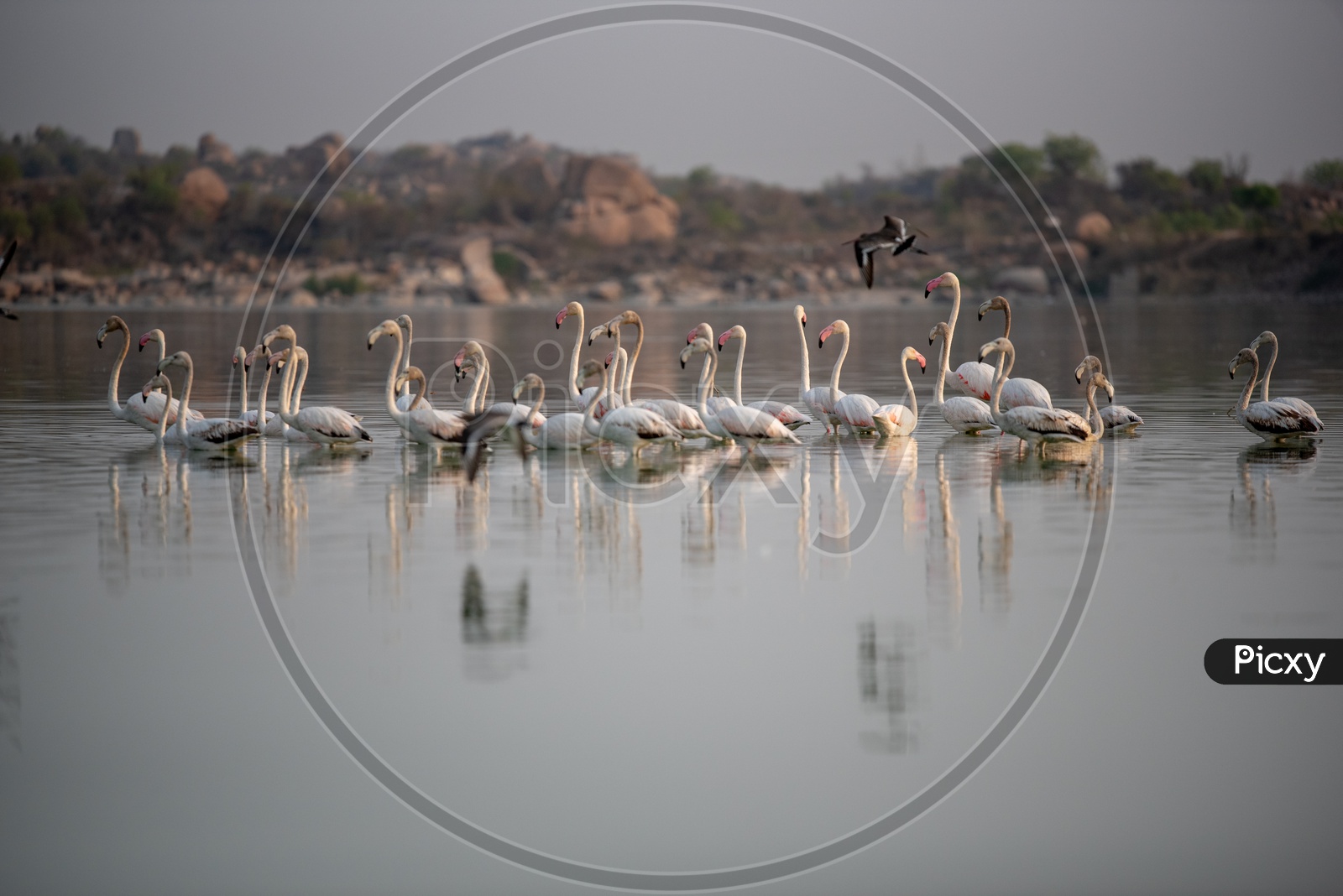 Flamingos Or Pelicans  Or  Migratory Birds in  Ameenpur Lake