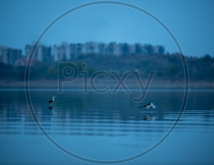 White  - Browed  Wagtail  Birds  In  Ameenpur Lake