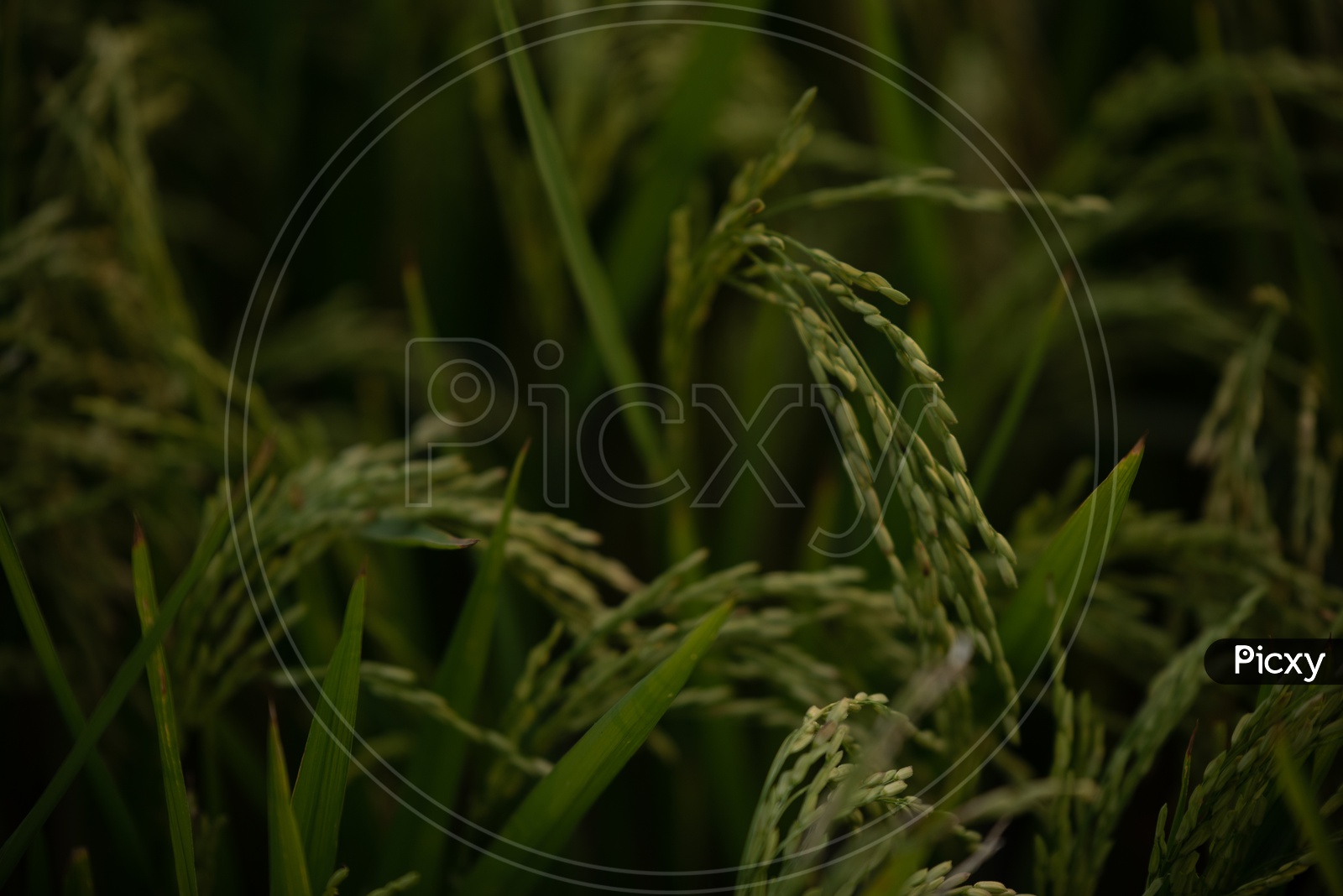 Fresh Green Rice Ears On Paddy Field