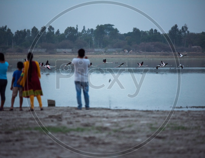 Visitors Watching The  Flamingos Or Pelicans  Or  Migratory Birds in  Ameenpur Lake