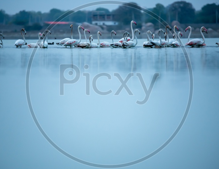 Pelicans Or Flemingos or Migratory  Birds In Ameenpur Lake