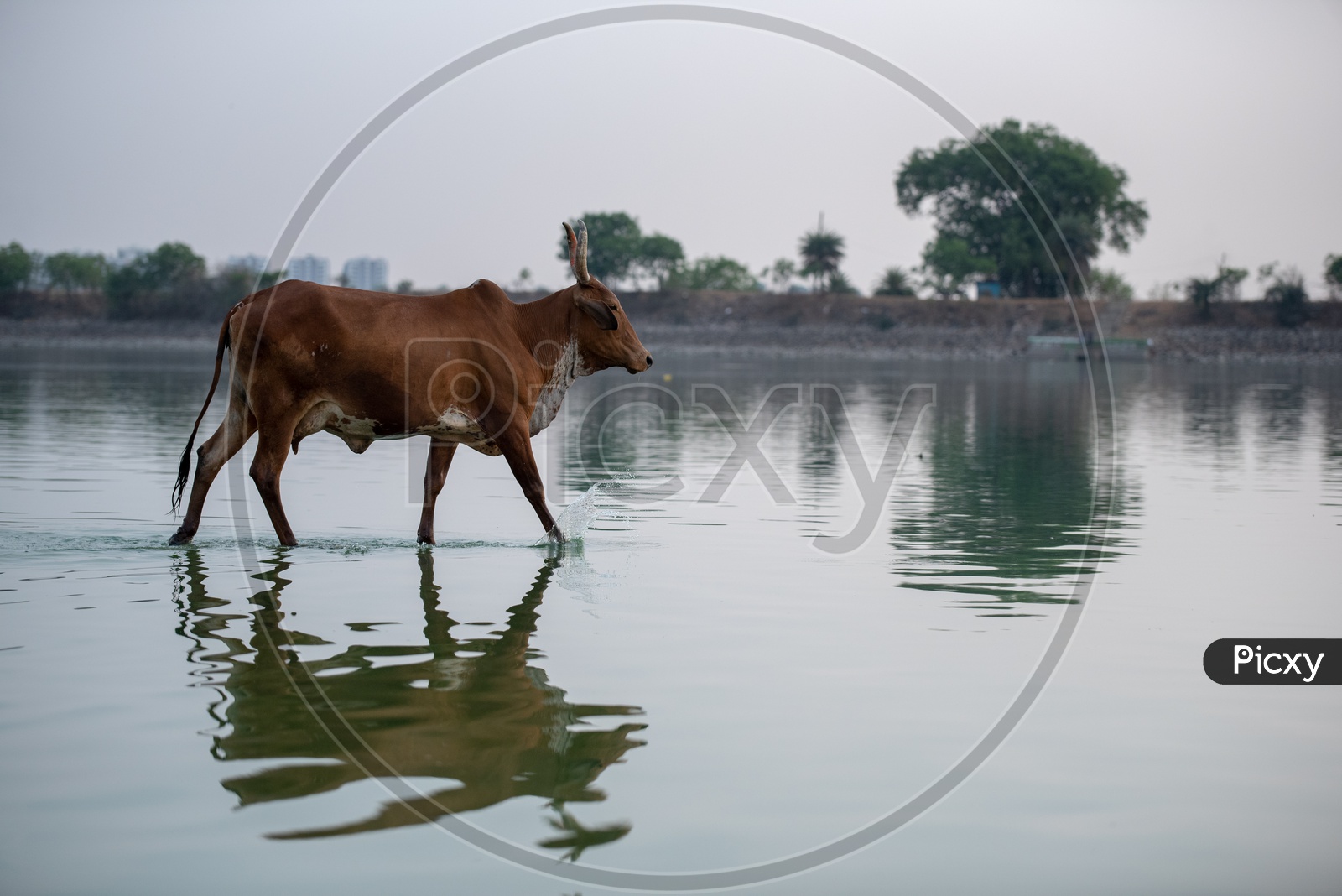 A Cow With Wild Horns  Walking In  a Lake Water