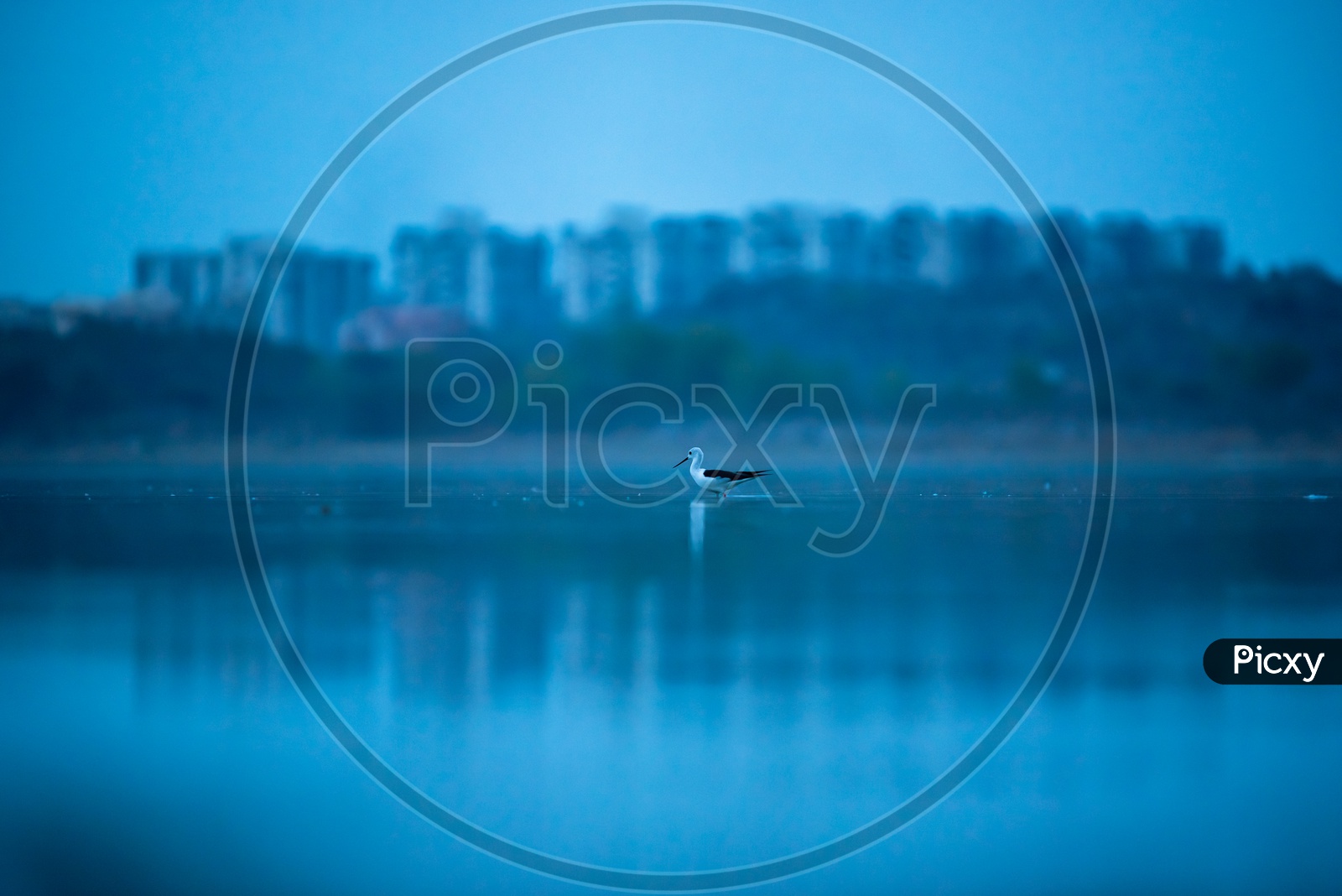 White  - Browed  Wagtail  Birds  In  Ameenpur Lake