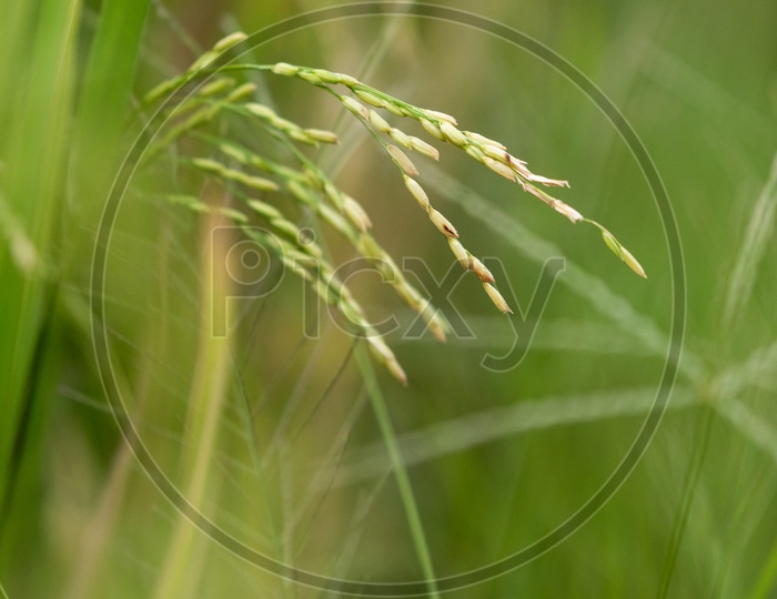 Young  Green Rice Ears  in  a Paddy Field