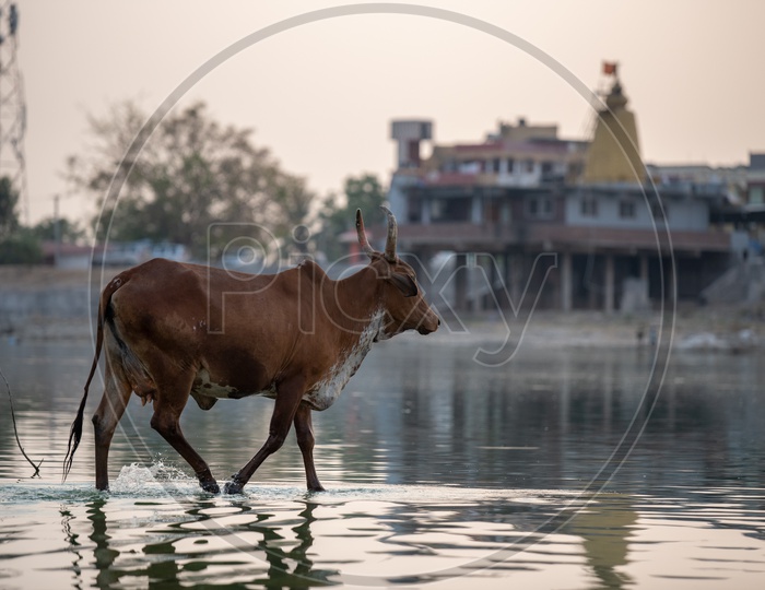 A Cow With Wild Horns  Walking In  a Lake Water