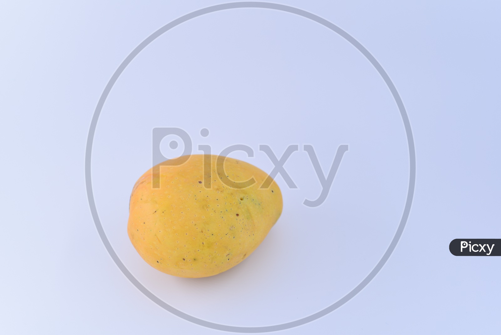 Fresh Banginapalli Mangoes On an Isolated White Background