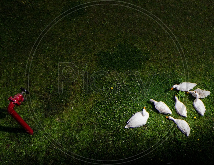 Ducks In a Garden Lawn
