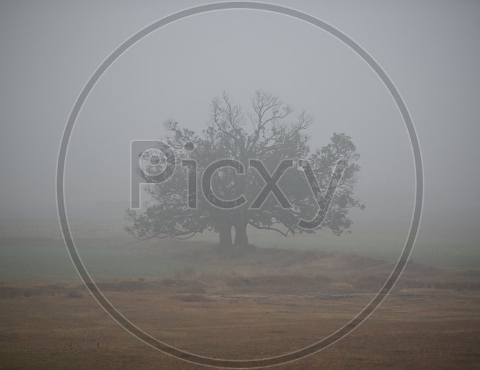 A Lone  Tree In Barren Lands With Morning Mist All Around