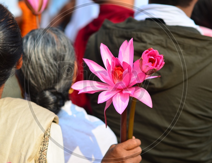 A Young Indian Woman Carrying Lotus Flowers