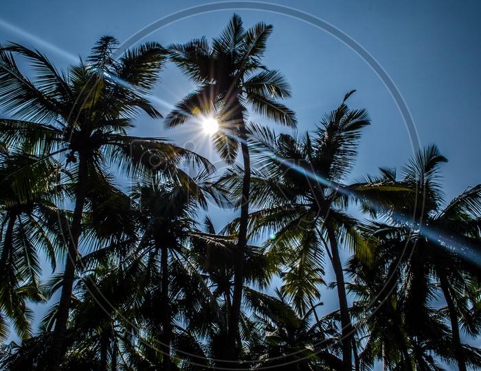 Silhouette Of a Coconut Trees Over a Bright Sun and Blue Sky