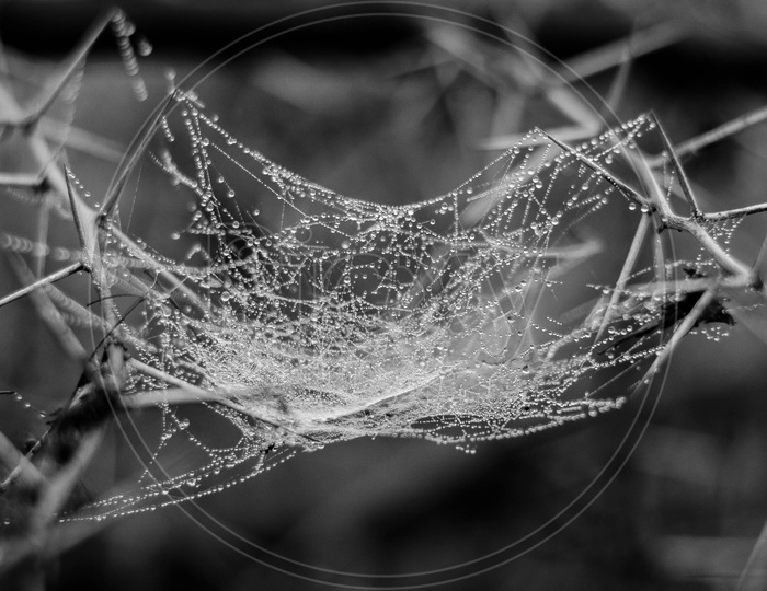 Water Droplets On a Spider Web  In a Winter Morning