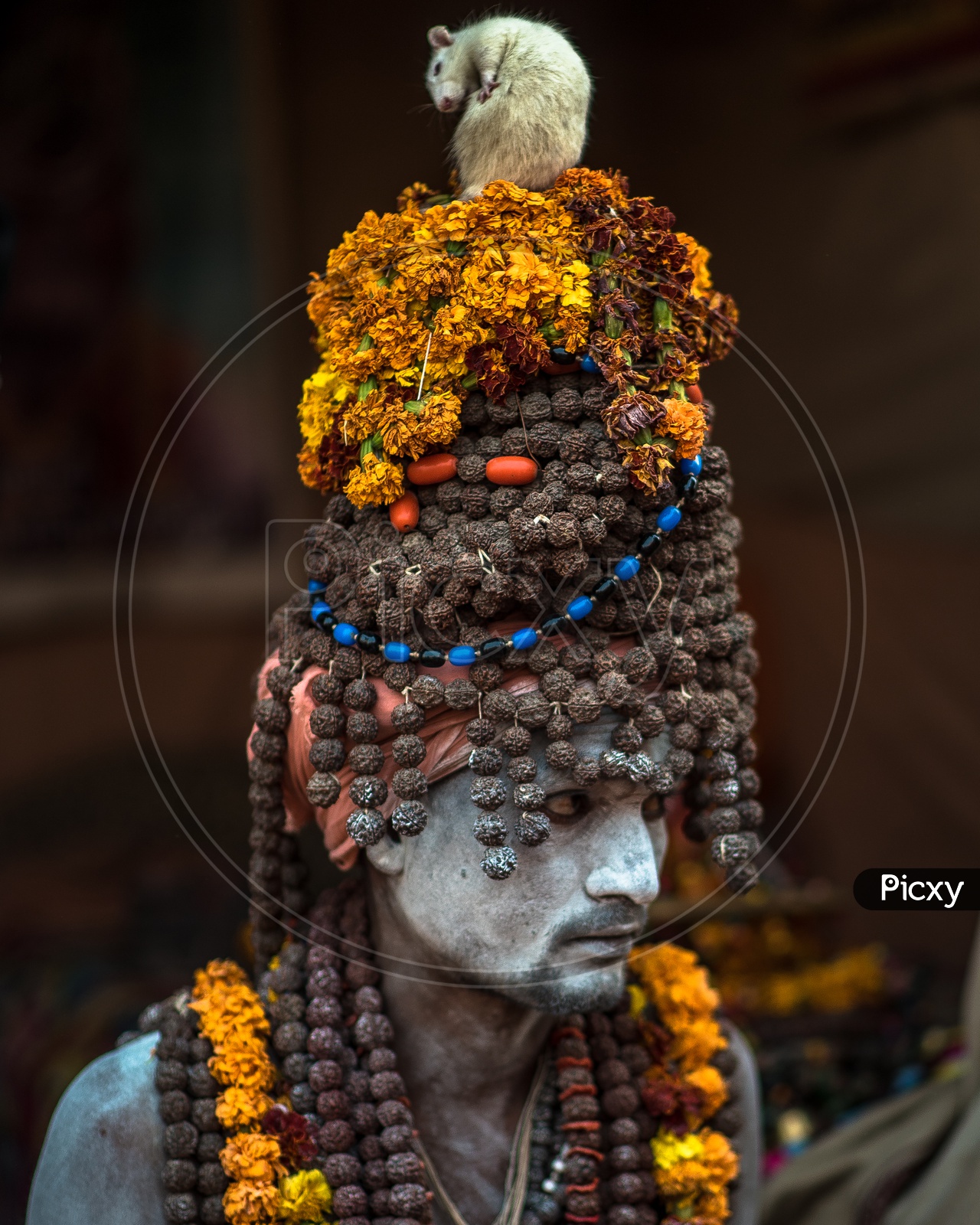 Portrait of an Indian Sadhu Or Baba or Aghora   in Kumbh Mela