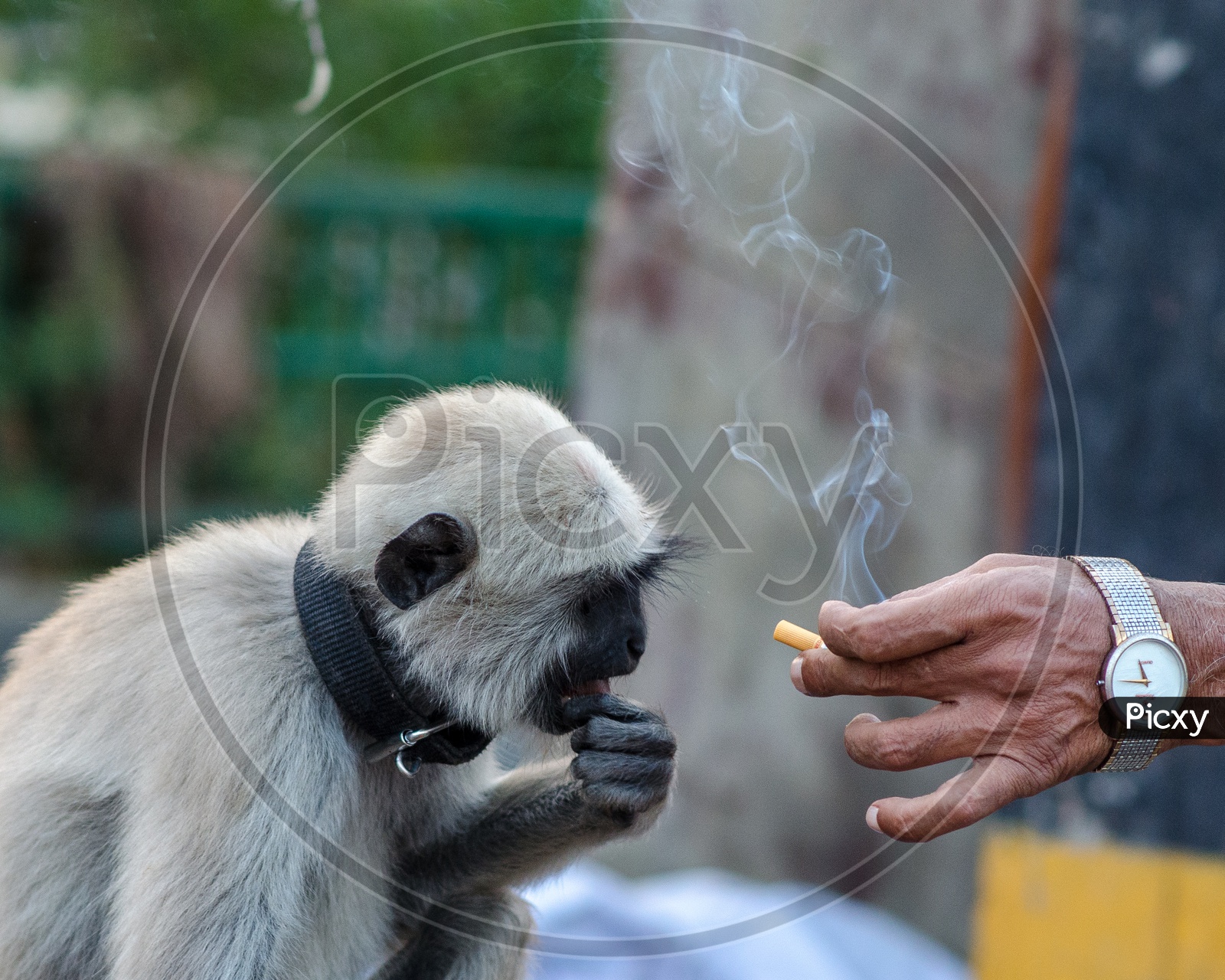 A Man Giving Cigarette To a Monkey