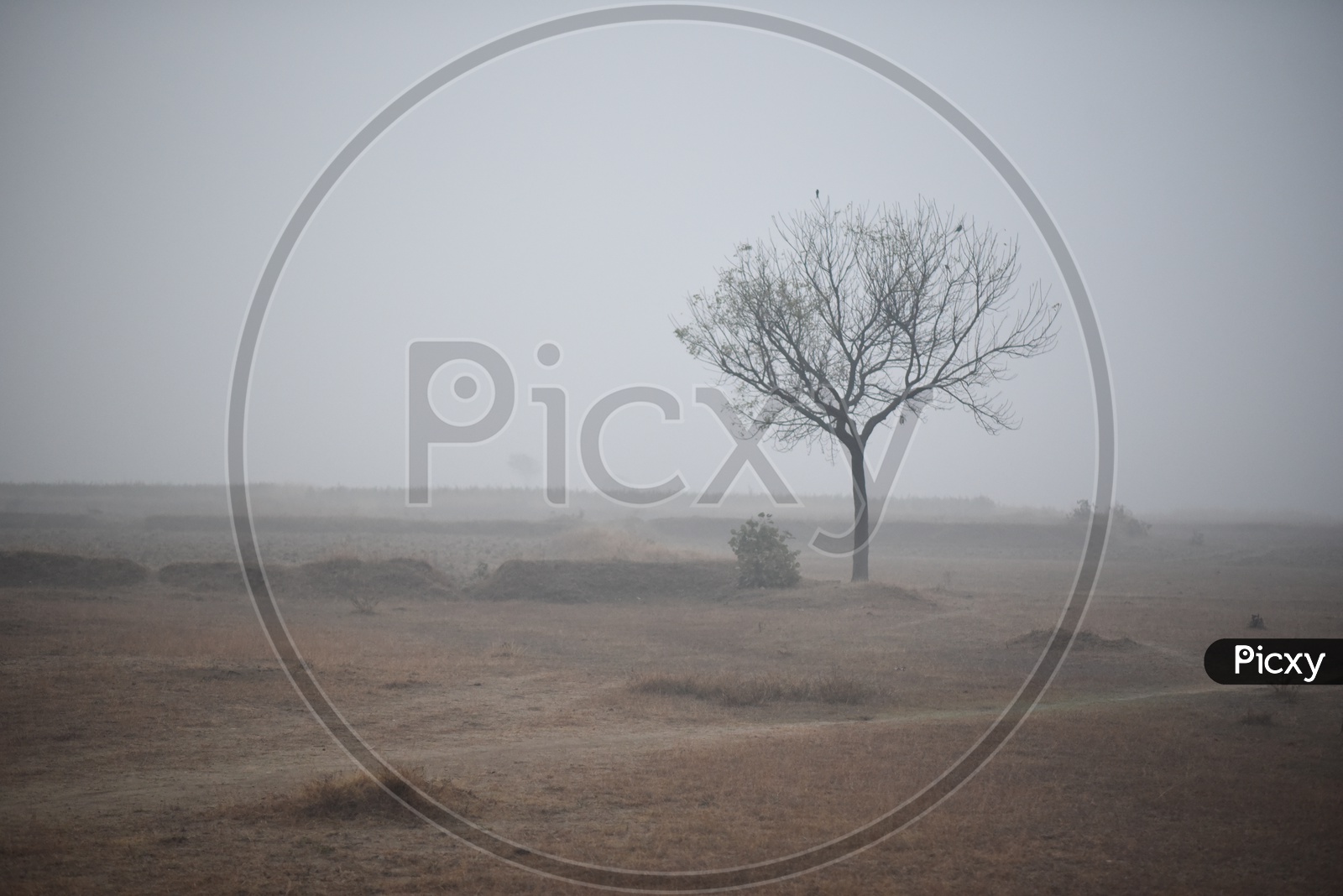 A Lone Leafless Tree In Barren Lands With Morning Mist All Around