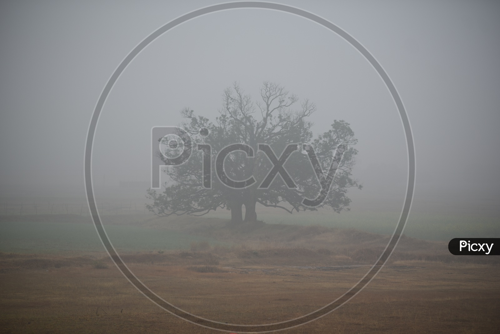 A Lone  Tree In Barren Lands With Morning Mist All Around