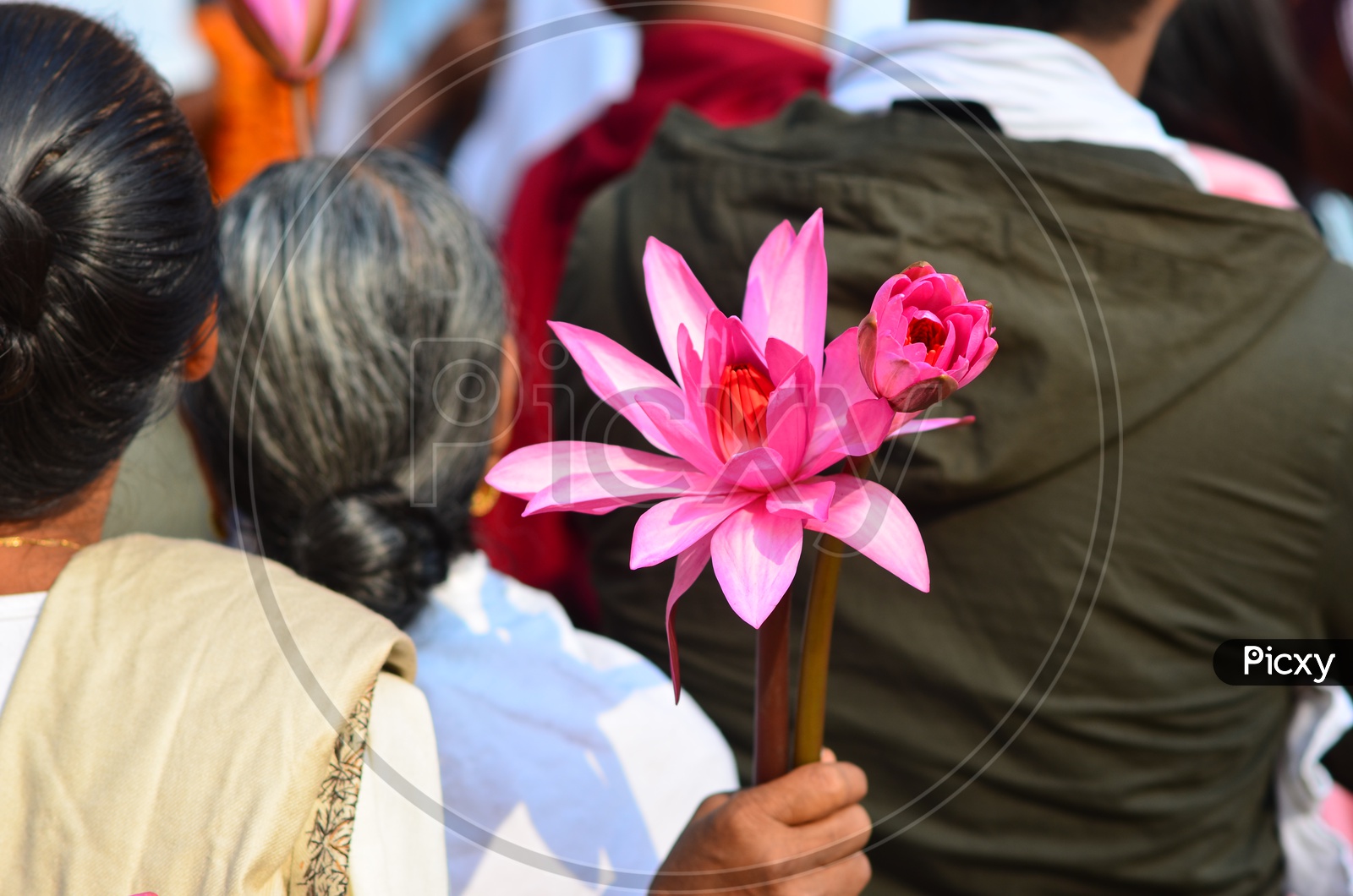 A Young Indian Woman Carrying Lotus Flowers