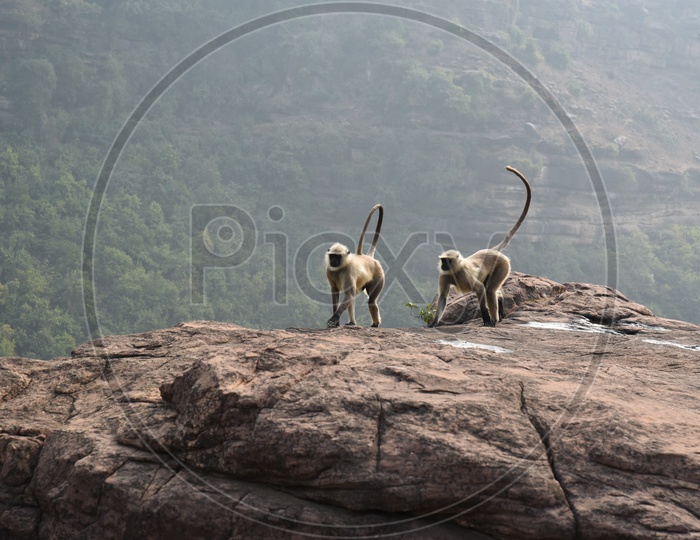 Langur monkeys on top of a hill