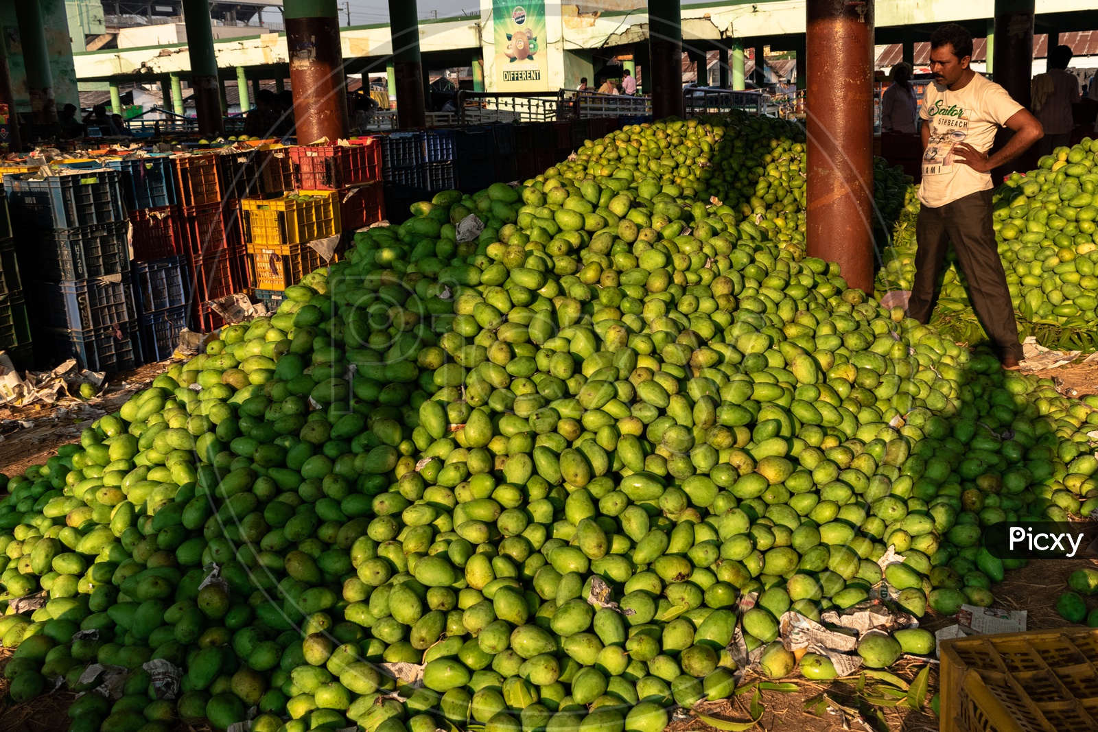 Image of Farmers unloading the mangoes stock at Kothapet fruit market