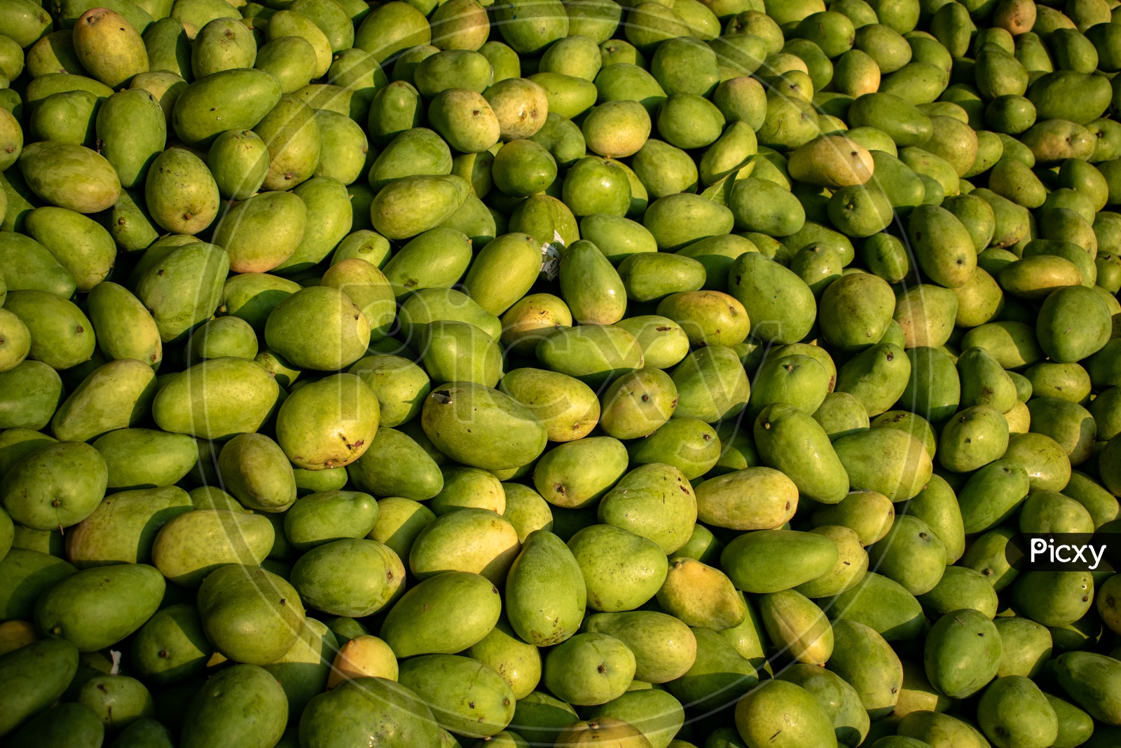 Image of Bunch of mangoes at Kothapet fruit market, Hyderabad.MY062564