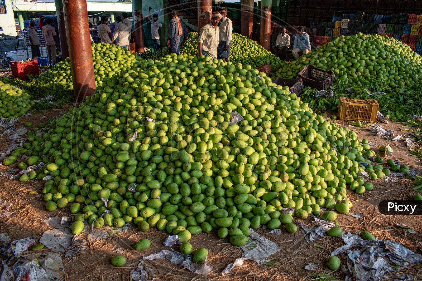 Farmers unloading the mangoes stock at Kothapet fruit market, Hyderabad.