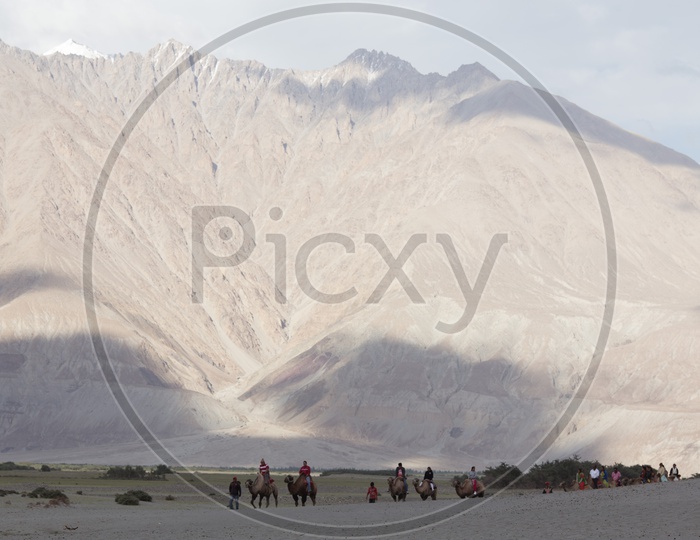 Camel Rides on The Sand Dunes in Nubra Valley  With Mountain Ranges In Background
