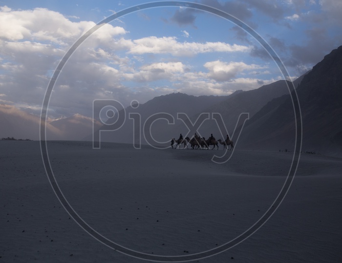 Camel Rides on the Valley of Nubra With Mountain Ranges In Background