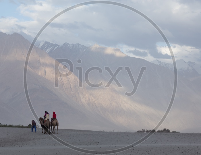 Camel Rides on The Sand Dunes in Nubra Valley  With Mountain Ranges In Background