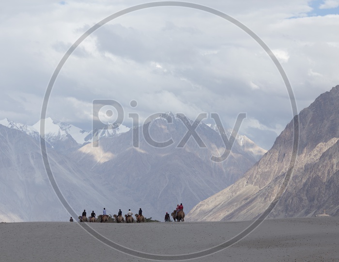 Camel Rides  On Sand Dunes Of  Nubra Valley  With Mountain Ranges On Background