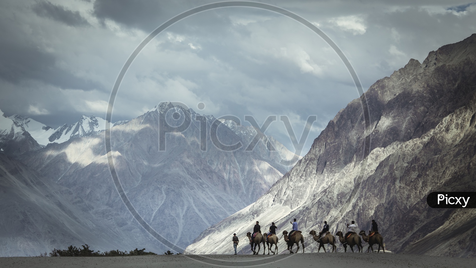 Camel Rides  On Sand Dunes Of  Nubra Valley  With Mountain Ranges On Background