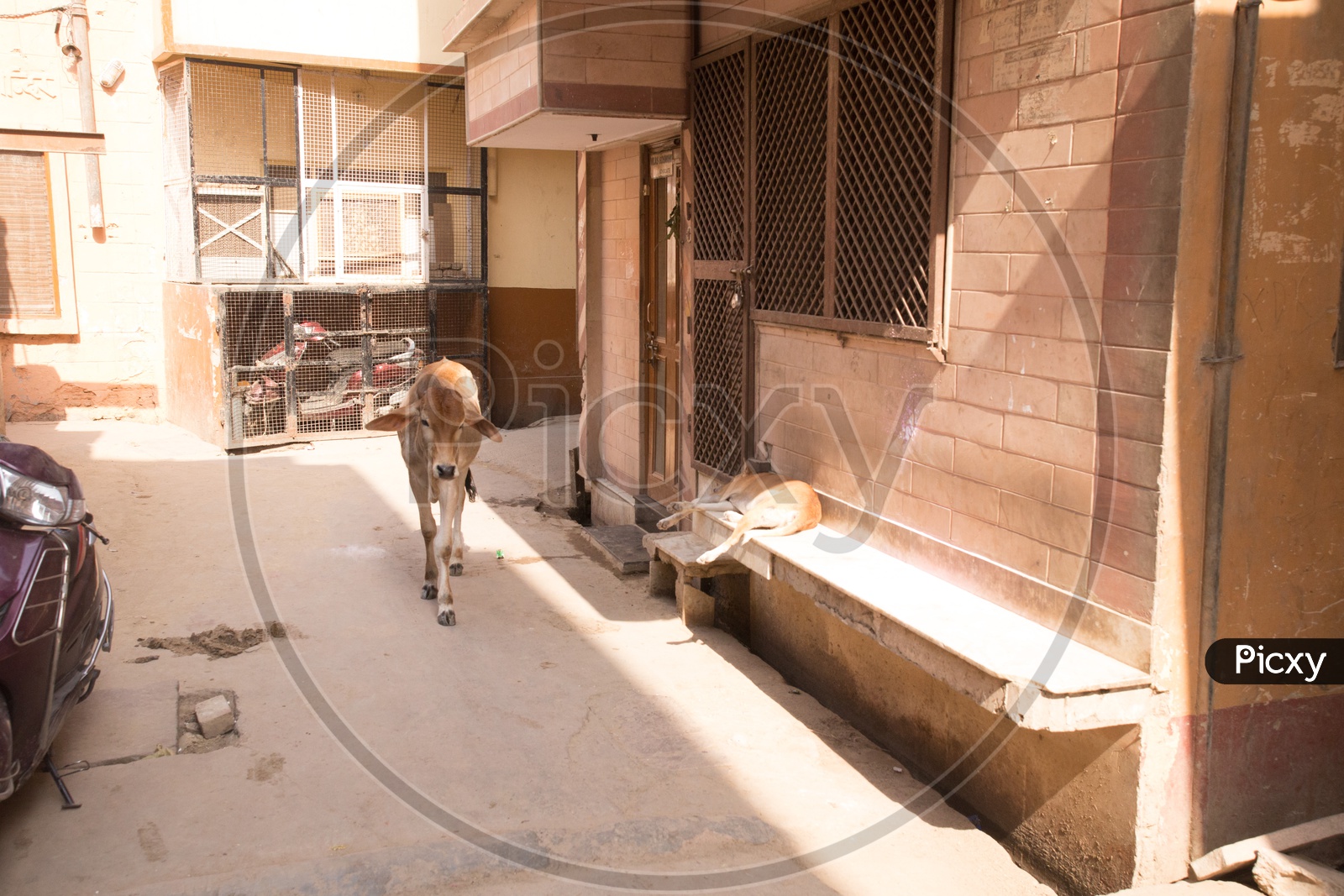 A cow in the streets of Nandgaon