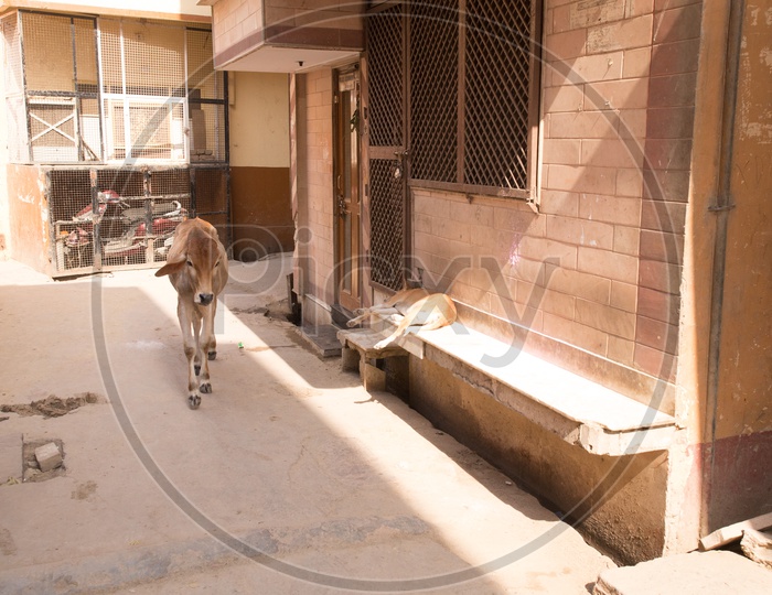 Cow in the streets of Nandgaon