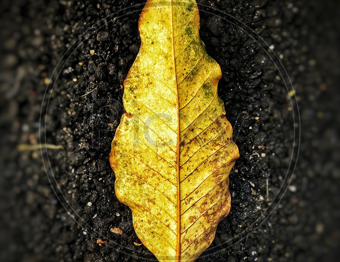 The detailed beauty of a dry leaf