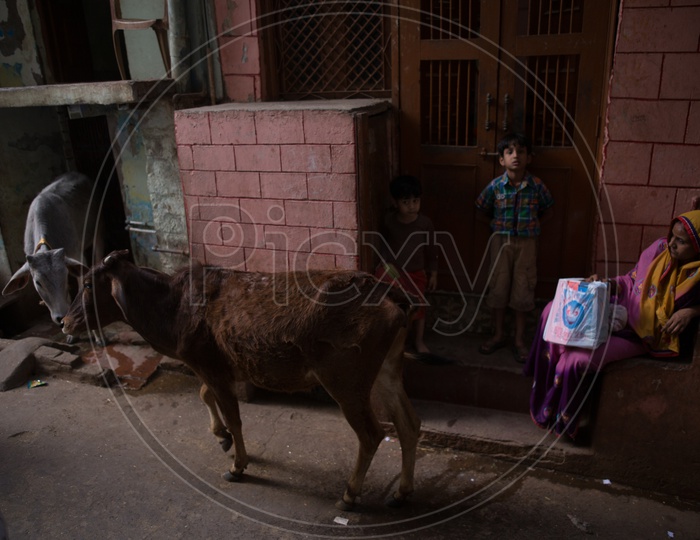 A Young Calf On the Streets Of  Barsana