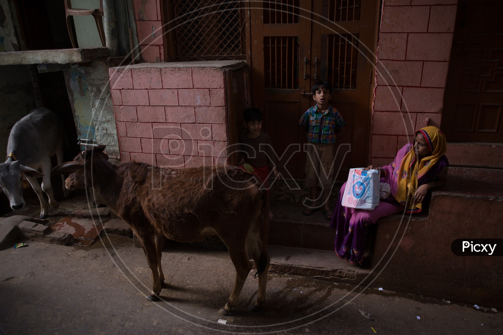 A Young Calf On the Streets Of Basana