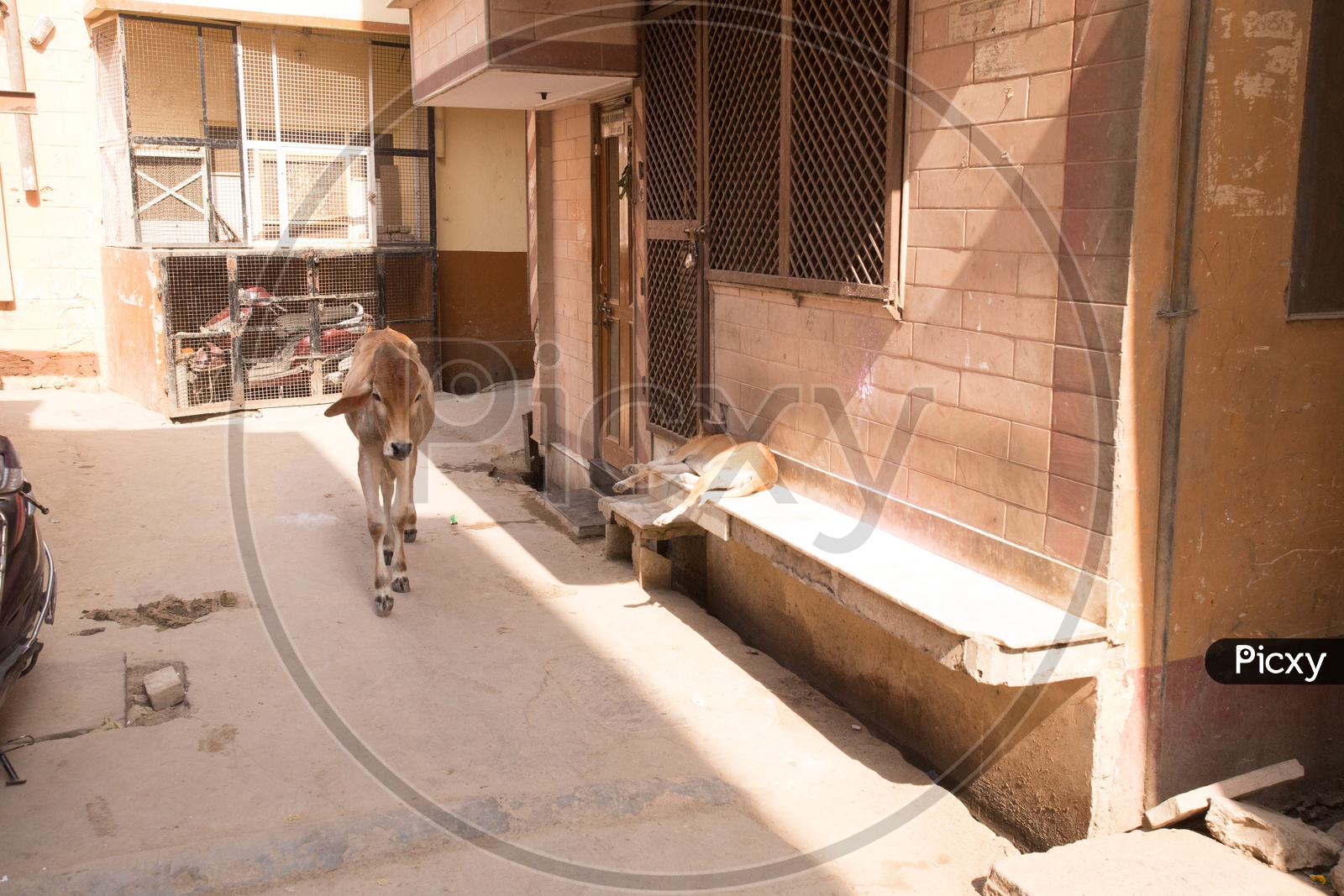 Cow in the streets of Nandgaon