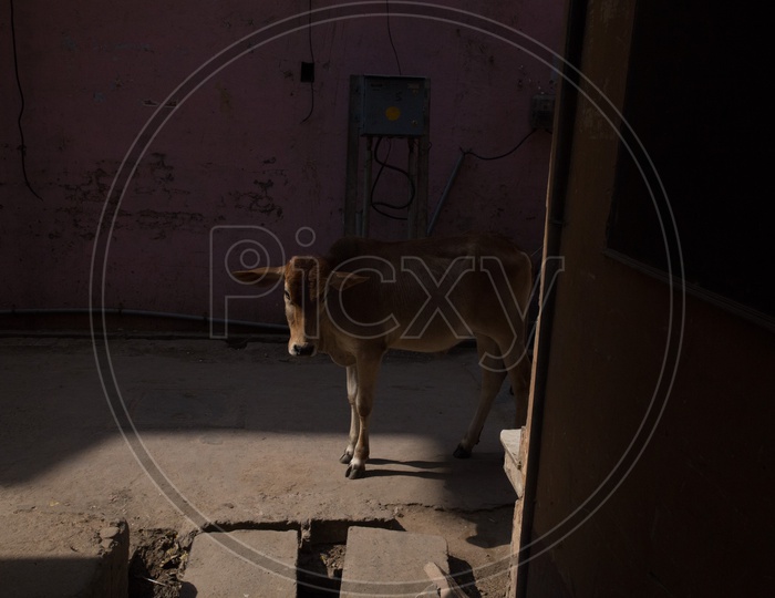 A cow in the streets of Nandgaon